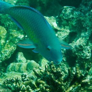Greenfin Parrotfish, Terminal male