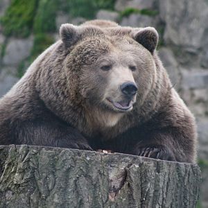 Eurasian Brown Bear