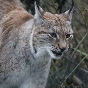 Northern Lynx
