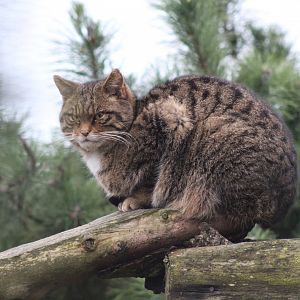 Scottish Wildcat