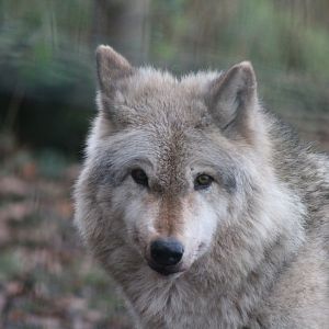 Grey Wolf