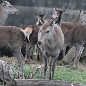 Red Deer