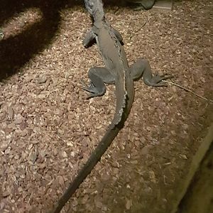 Sail-fin lizard and tortoises