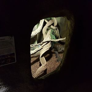 Sail-finlLizard - tortoise-enclosure