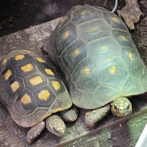 Red-footed tortoises