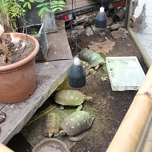Enclosure Red-footed tortoise