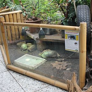 Enclosure Red-footed tortoise