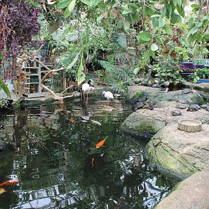 Waterfowl - turtle pond