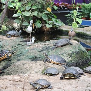 Waterfowl and turtles