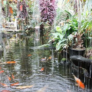 Waterfall in Koi - Waterfowl pond