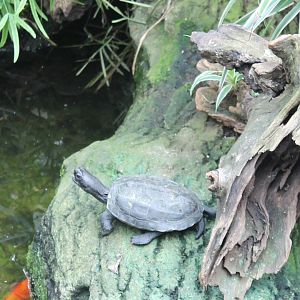 Turtle