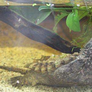 Macrochelys temminckii