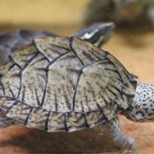 Sternotherus carinatus