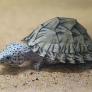 Sternotherus carinatus