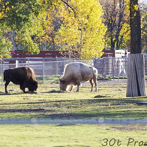 Bison exhibit