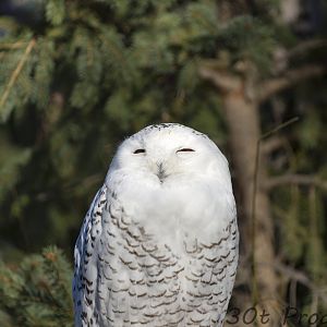 Snowy Owl