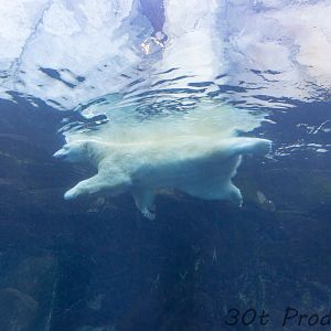 Underwater viewing of the polar bears