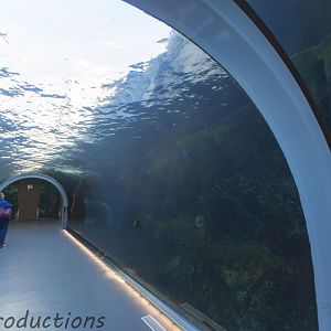 Journey to Churchill - Underwater viewing tunnel