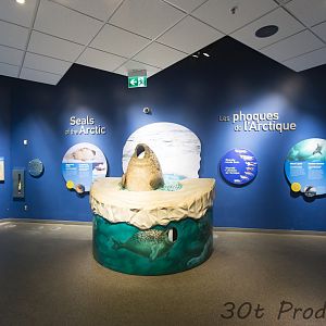 Journey to Churchill - Seals of the Arctic