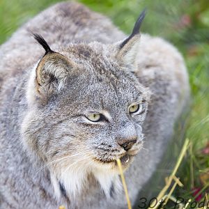 Canadian Lynx