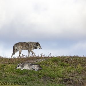 Gray wolves