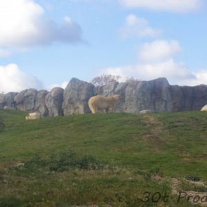 Polar Bear exhibit