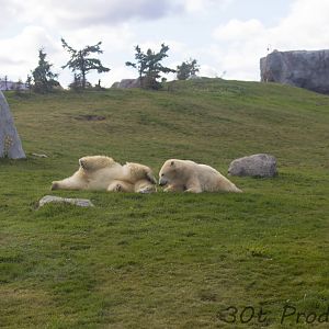 Polar Bears
