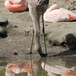 Young Flamingo