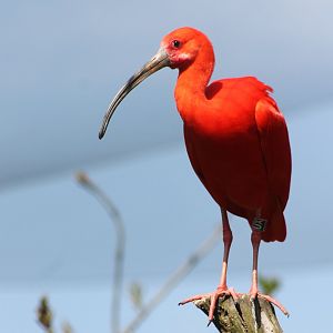 Scarlet ibis