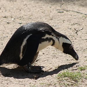 African penguin