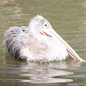 Pink-backed pelican