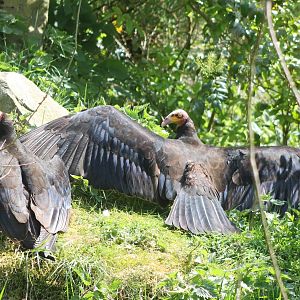 Yellow-headed vultures
