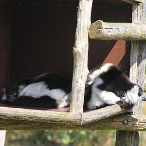 Ruffed lemurs