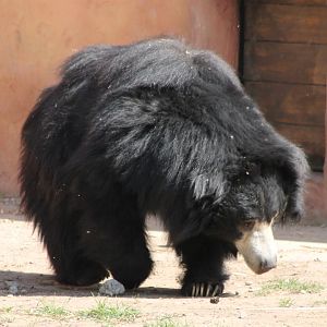 Sloth bear