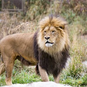 African Lion