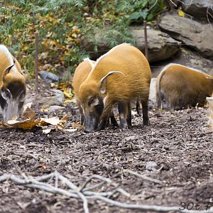 Red River Hogs