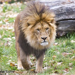 African Lion