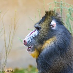 Mandrill