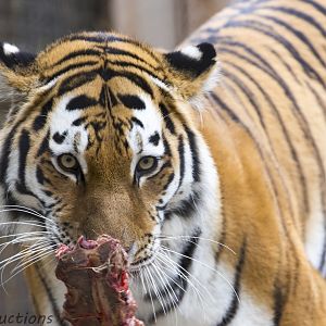 Amur Tiger snack time