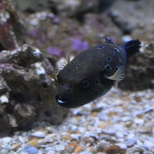 Happy little Arothron nigropunctatus