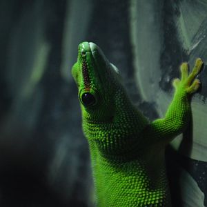 Phelsuma grandis