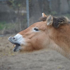 Equus ferus przewalskii mid lip-flip