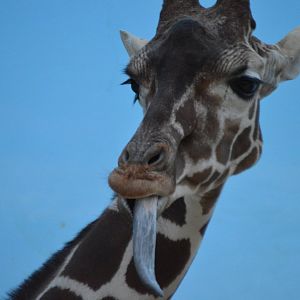 Giraffa camelopardalis reticulata