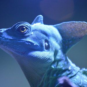 Basiliscus plumifrons