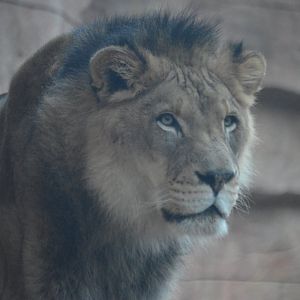 Panthera leo