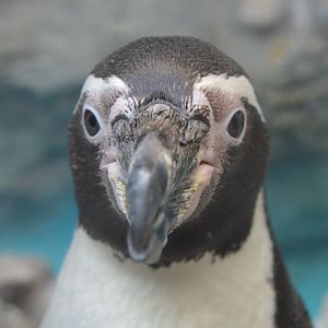 Spheniscus humboldti