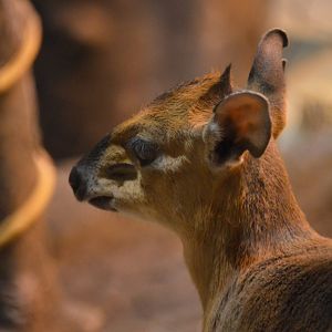 Cephalophus rufilatus