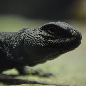 Uromastyx geyri