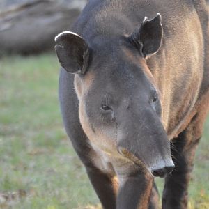 Tapirus bairdii