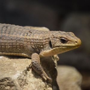 Gerrhosaurus validus